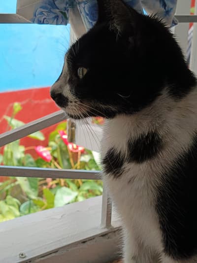 Chairman Meow, a black-and-white tuxedo cat, sits at the window behind a white guard rail and gazes out past red flowers, his long white whiskers catching the light.