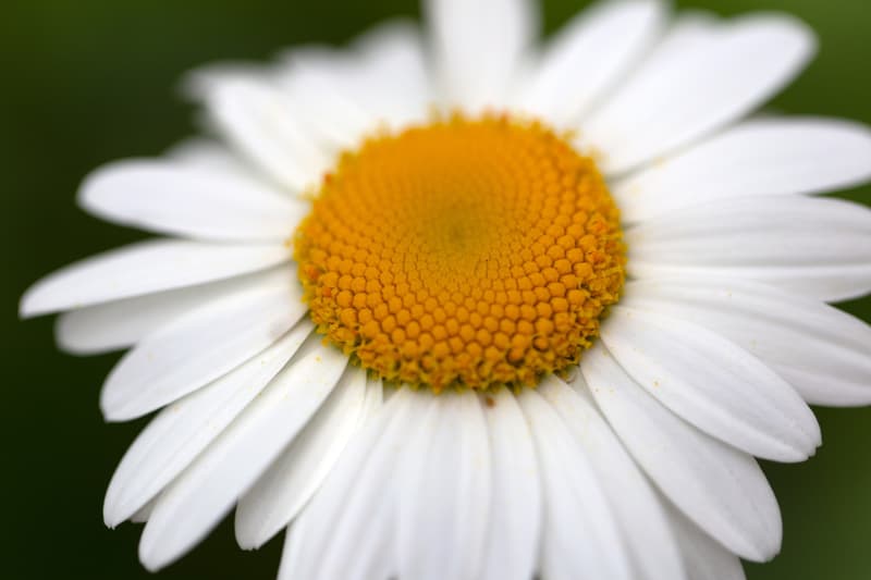 A white daisy in close-up: long white petals around a dense, golden-yellow center of tiny florets, against a soft green background.