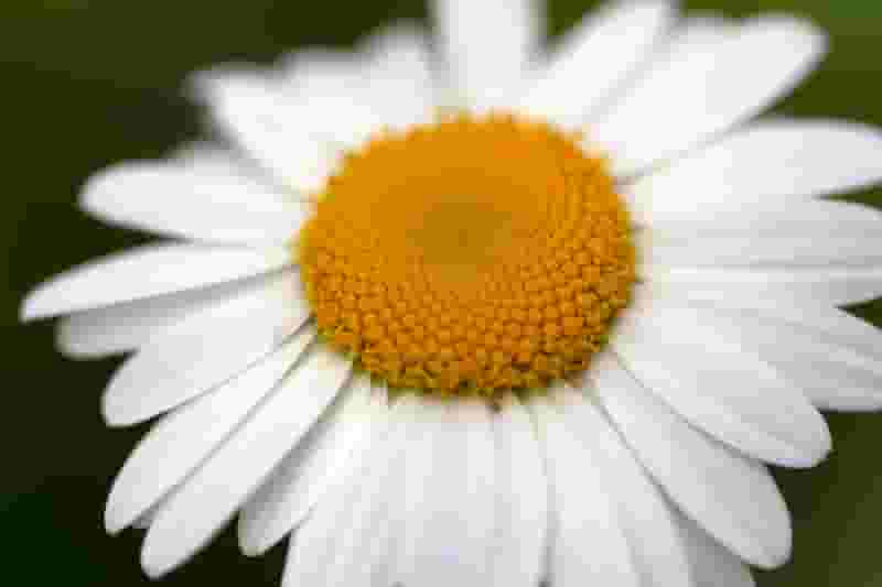 The daisy saved as a JPEG at quality 10: the petals and center are still recognizable, but the yellow center has lost its pattern of tiny florets and the background is soft and blotchy.